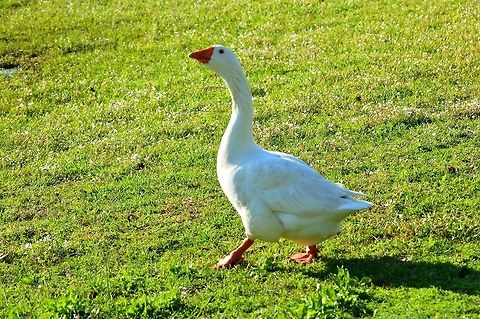 Walking Pretty  Anser anser domesticus,Domestic goose