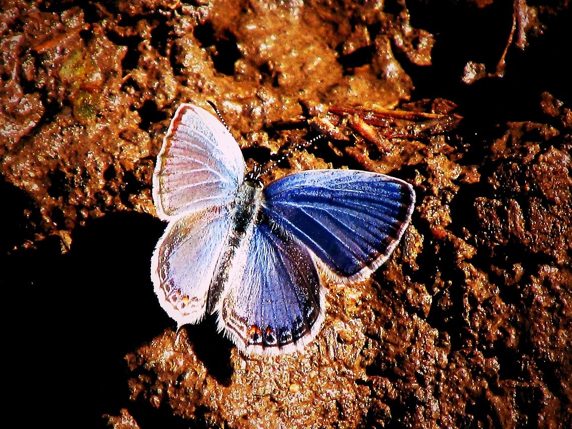 Eastern Tailed Blue  Cupido comyntas,Eastern Tailed-blue