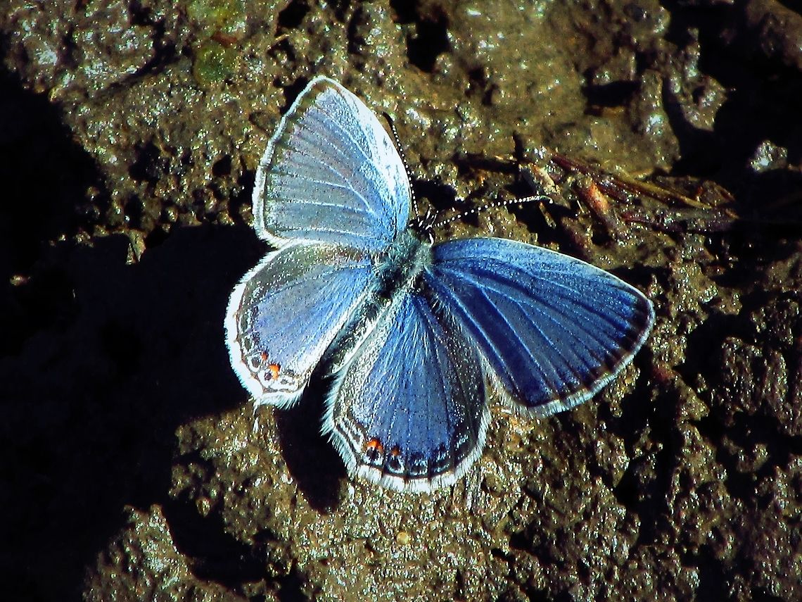 Eastern Tailed-Blue Cupido comyntas  Cupido comyntas,Eastern Tailed-blue