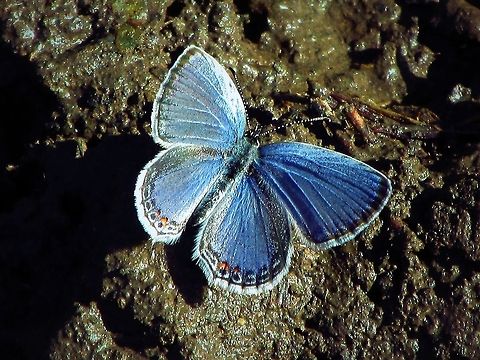Eastern Tailed-Blue Cupido comyntas  Cupido comyntas,Eastern Tailed-blue