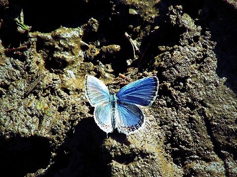 front yard  Cupido comyntas,Eastern Tailed-blue