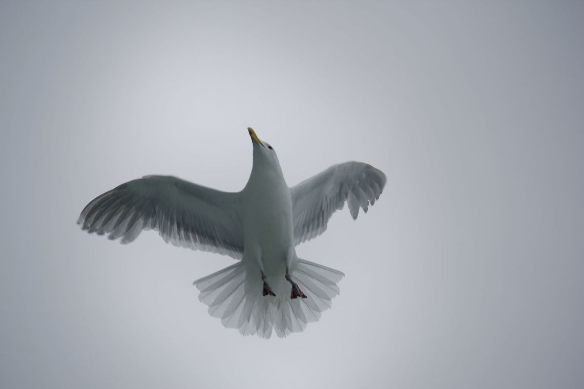 Seagull I know that seagulls aren&#039;t generally considered to be &quot;majestic&quot; birds, but this one pulled it off.  We were on a ship that it was shadowing and I watched for a long time as it rode the different air currents. Geotagged,Kelp Gull,Larus dominicanus,United States,seagull