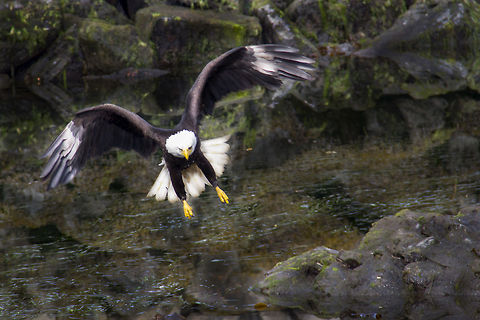 Bald eagle diving for food I saw this bald eagle in Alaska.  It was swooping down close to a fishing peer looking to scavenge some food. Bald Eagle,Geotagged,Haliaeetus leucocephalus,United States