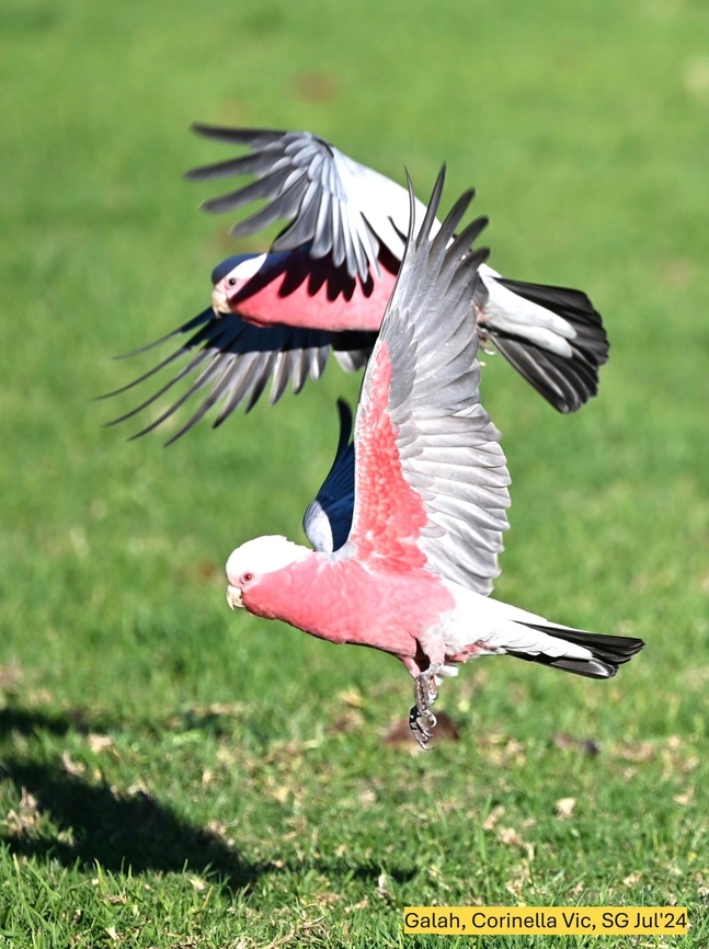 y_01_DSC_0452ed_64  Eolophus roseicapilla,Galah,Geotagged,Summer