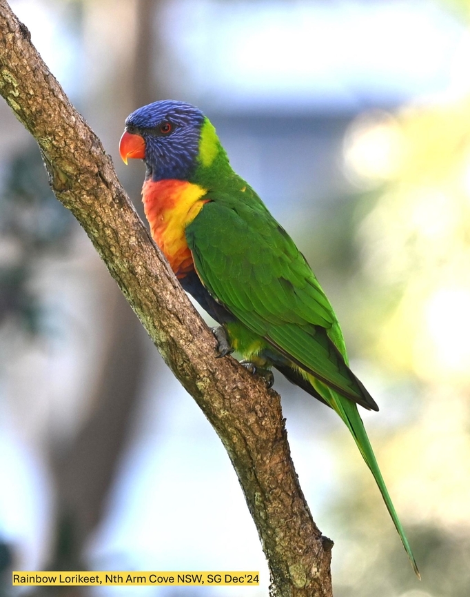 NZF_6254ed  Fall,Geotagged,Rainbow lorikeet,Trichoglossus moluccanus