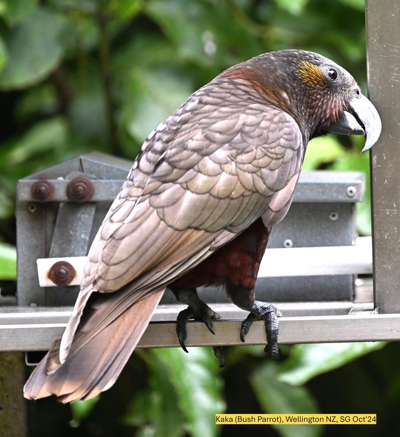 y_07_DSC_4325_64  Fall,Geotagged,Nestor meridionalis,New Zealand kākā