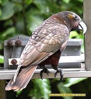 y_07_DSC_4325_64  Fall,Geotagged,Nestor meridionalis,New Zealand kākā