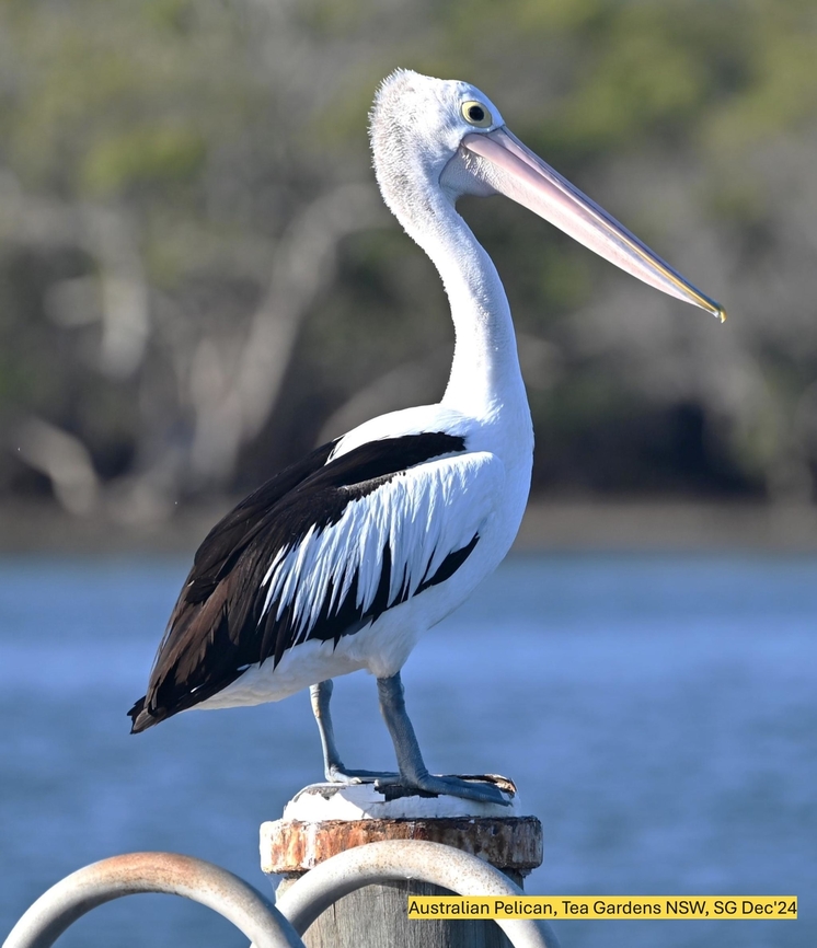 NZF_6268ed  Australian Pelican,Fall,Geotagged,Pelecanus conspicillatus