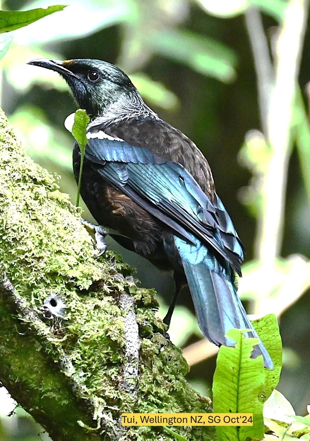 y_08_ZFC_5533ed_64  Fall,Gargantuiodea phaetusa,Geotagged,Prosthemadera novaeseelandiae,Tui