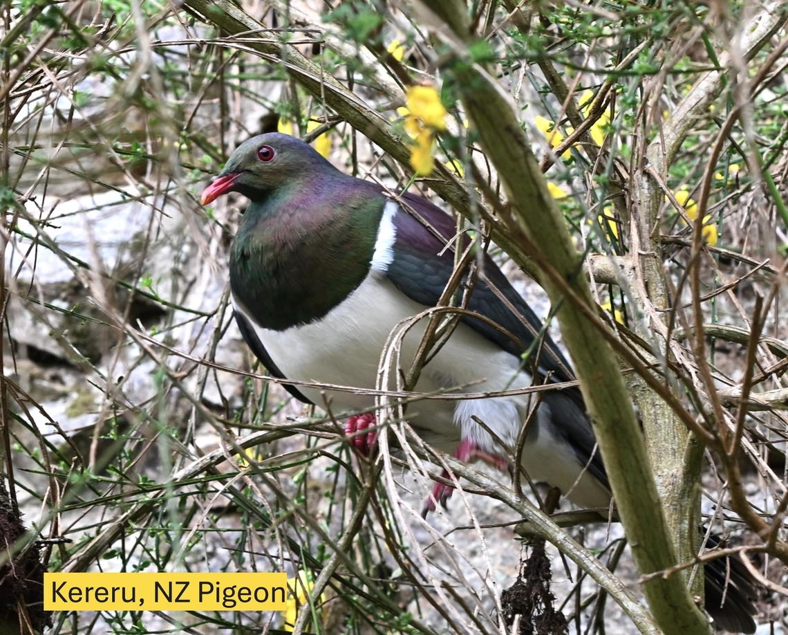 y_10_DSC_4382  Hemiphaga novaeseelandiae,Kererū