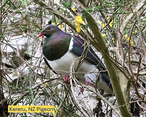 y_10_DSC_4382  Hemiphaga novaeseelandiae,Kererū