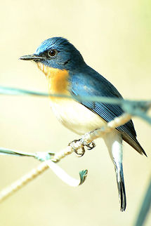 Tickell's blue flycatcher  Tickells Blue Flycatcher,blue,passerine