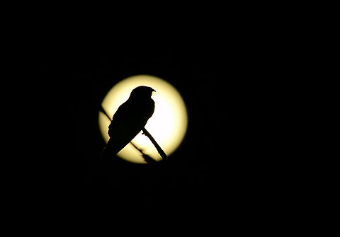 Savanna Nightjar Nightjar as captured during october night in one of the tiger reserves of India. Bird,Caprimulgus affinis,Moon,Nightjar,nocturnal,savanna nightjar,silhouette