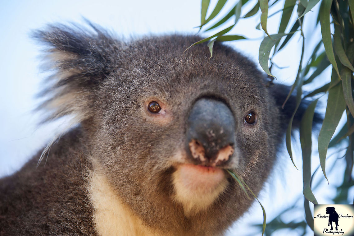 koala2  Koala,Nature&wildlife,Phascolarctos cinereus