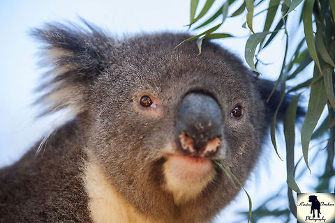 koala2  Koala,Nature&wildlife,Phascolarctos cinereus