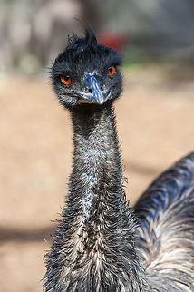 emu1  Dromaius novaehollandiae,Emu,Nature&wildlife