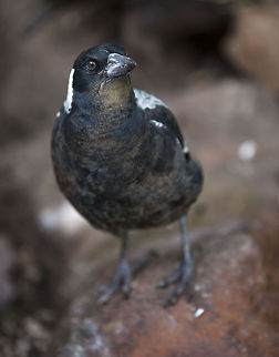 maggie1  Australian Magpie,Cracticus tibicen,Gymnorhina tibicen,Nature&wildlife