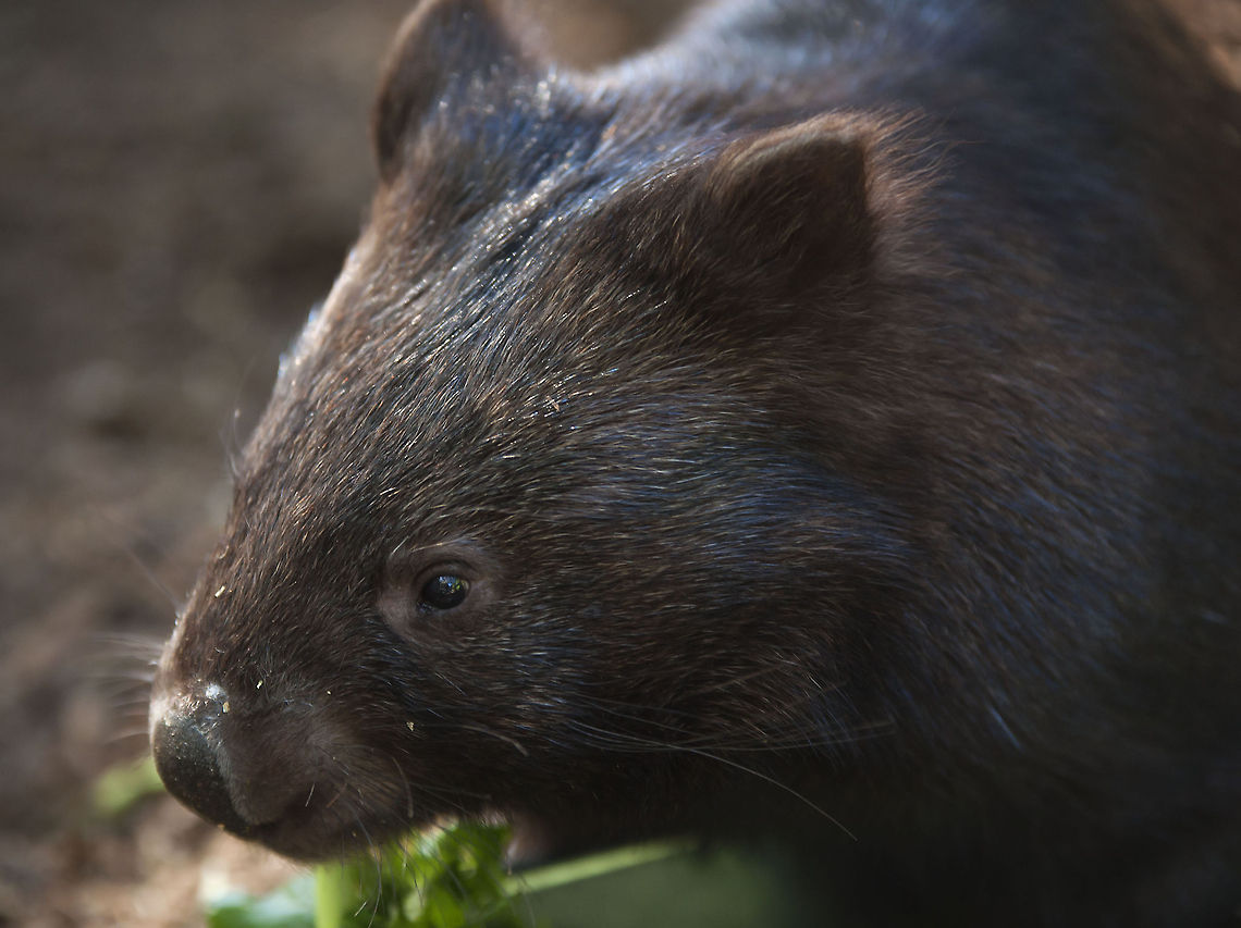 wombat1  Nature&wildlife,Vombatus ursinus,common wombat