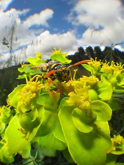SMALL10  Common wasp,European paper wasp,Polistes dominula,Vespula vulgaris