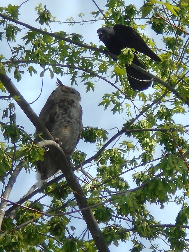 ANGRY_CROW_TAUNTING A GREAT HORNED_OWL_013 This picture was taken in my small backyard. I was inside and heard what sounded like a crow . I went outside and saw this large black crow cawing and flying around in circles. He was dive bombing this grey owl in broad daylight and trying to knock him out of the tree. It continued for 30 minutes until the owl finally had enough and flew away. American Crow,Corvus brachyrhynchos