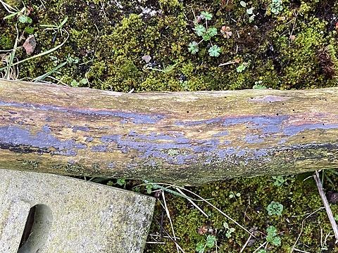 IMG_4849  Geotagged,United Kingdom,Winter