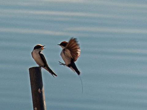 Wire-tailed Swallow  Blurred,High Quality,Hirundo smithii,Low Contrast,Low Quality,Too Bright,Wire-tailed Swallow