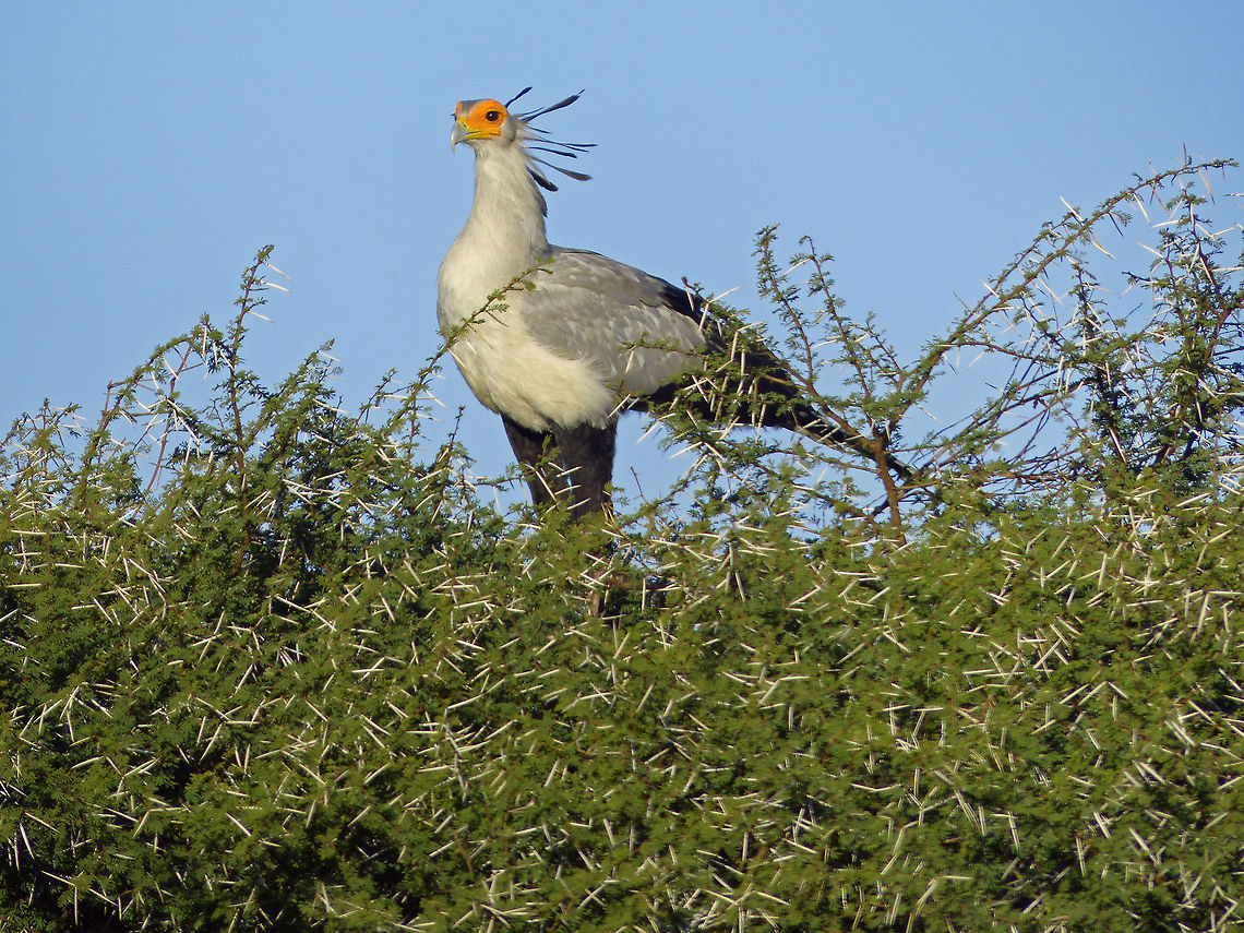 Secretary Bird  High Quality,In Focus,Sagittarius serpentarius,Secretary Bird