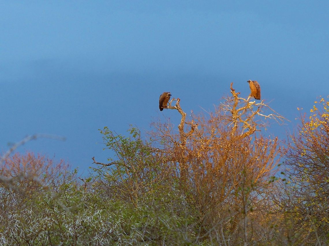 Vultures