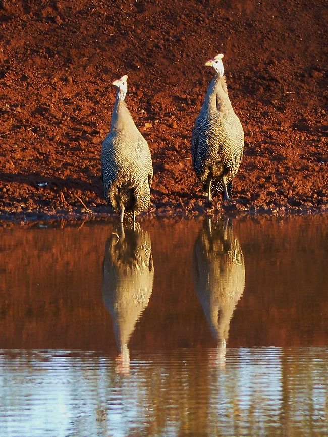 P1040234  Helmeted Guineafowl,Numida meleagris