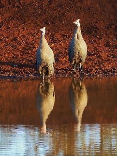 P1040234  Helmeted Guineafowl,Numida meleagris