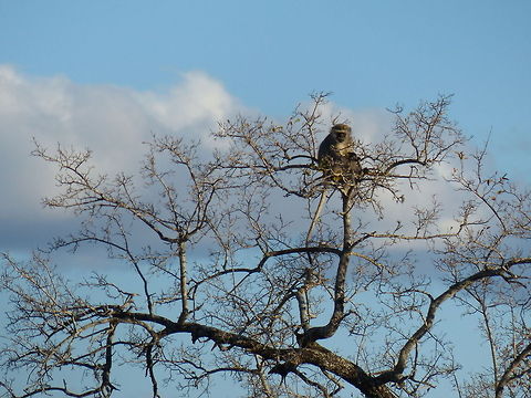 Vervet monkey  Chlorocebus pygerythrus,Vervet monkey