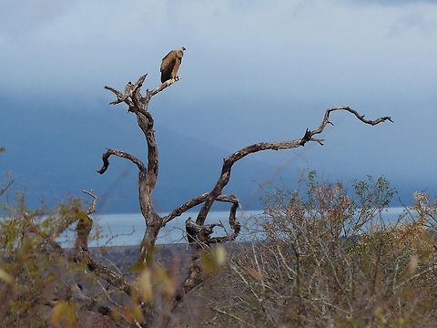 Vulture  Griffon Vulture,Gyps fulvus