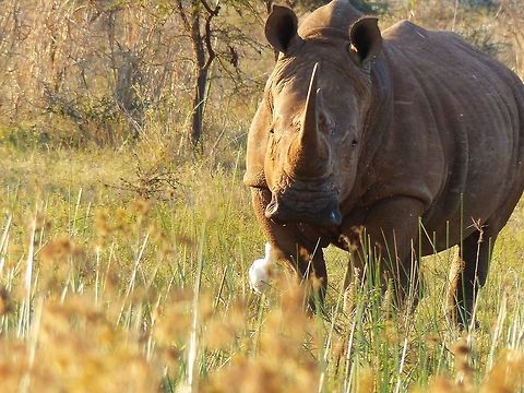 P1040101  Ceratotherium simum,White rhinoceros
