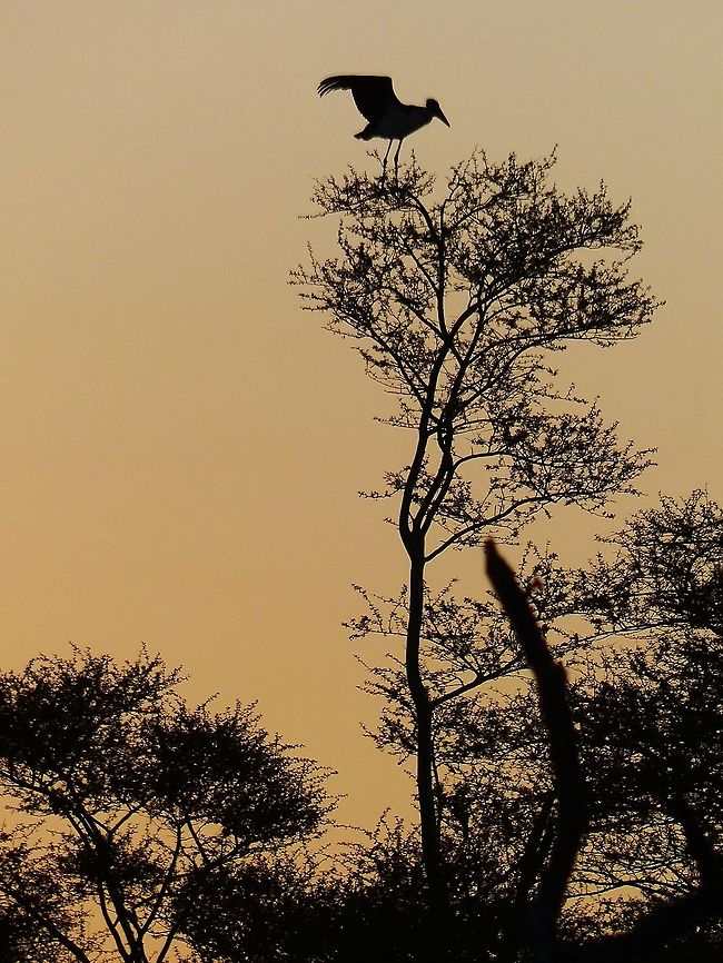 Stork?