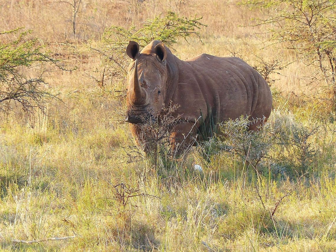 P1040089  Ceratotherium simum,White rhinoceros