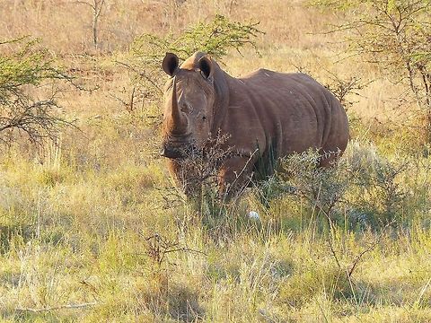 P1040089  Ceratotherium simum,White rhinoceros