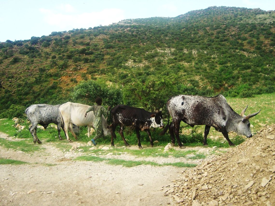 DSC05341  Bos primigenius indicus,Zebu