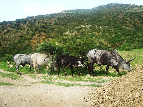 DSC05341  Bos primigenius indicus,Zebu