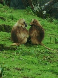 Gelada  Ethiopia,Gelada,Geotagged,Theropithecus gelada