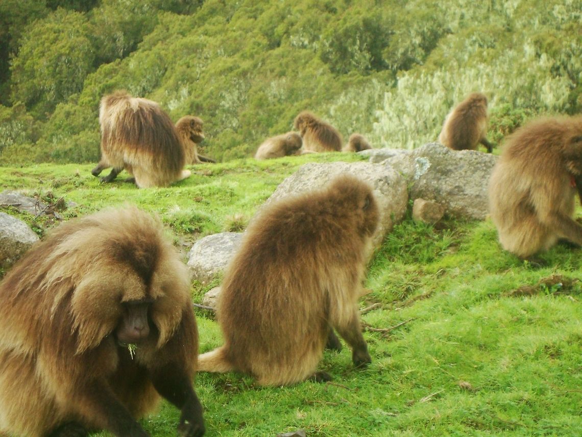 Geladas  Gelada,Theropithecus gelada
