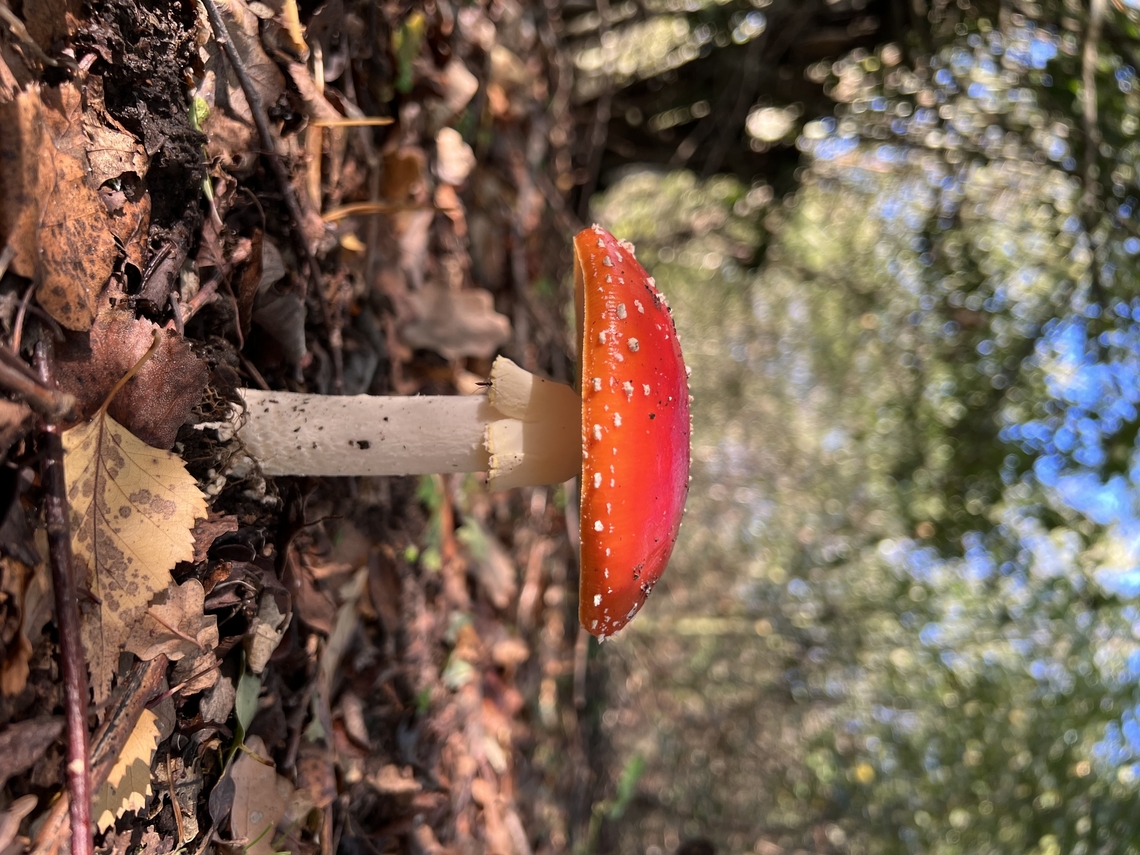 A beautiful Amanita Muscaria My favourite photo I&rsquo;ve taken of a mushroom :) Amanita muscaria,Fall,Fly agaric,Geotagged,United Kingdom