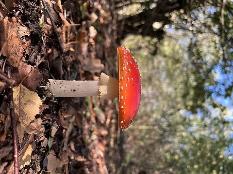 A beautiful Amanita Muscaria My favourite photo I’ve taken of a mushroom :) Amanita muscaria,Fall,Fly agaric,Geotagged,United Kingdom