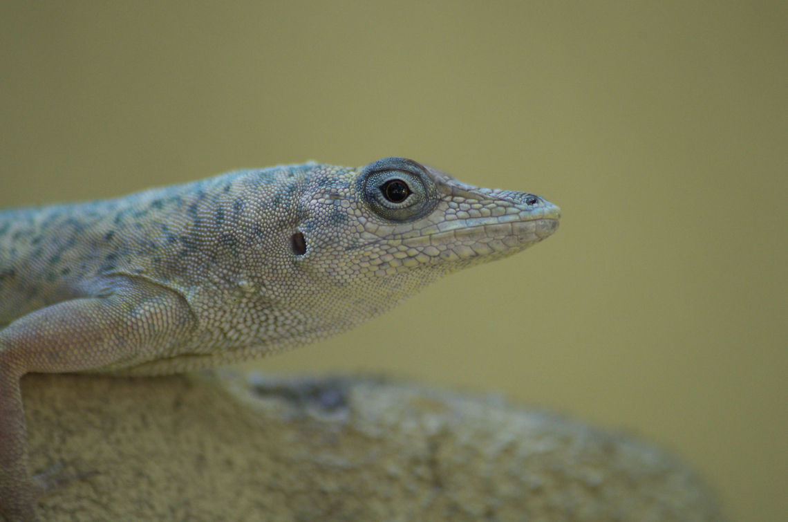 Anole Close up detail of an anole. Anolis aeneus,Bronze Anole,Geotagged,Trinidad and Tobago