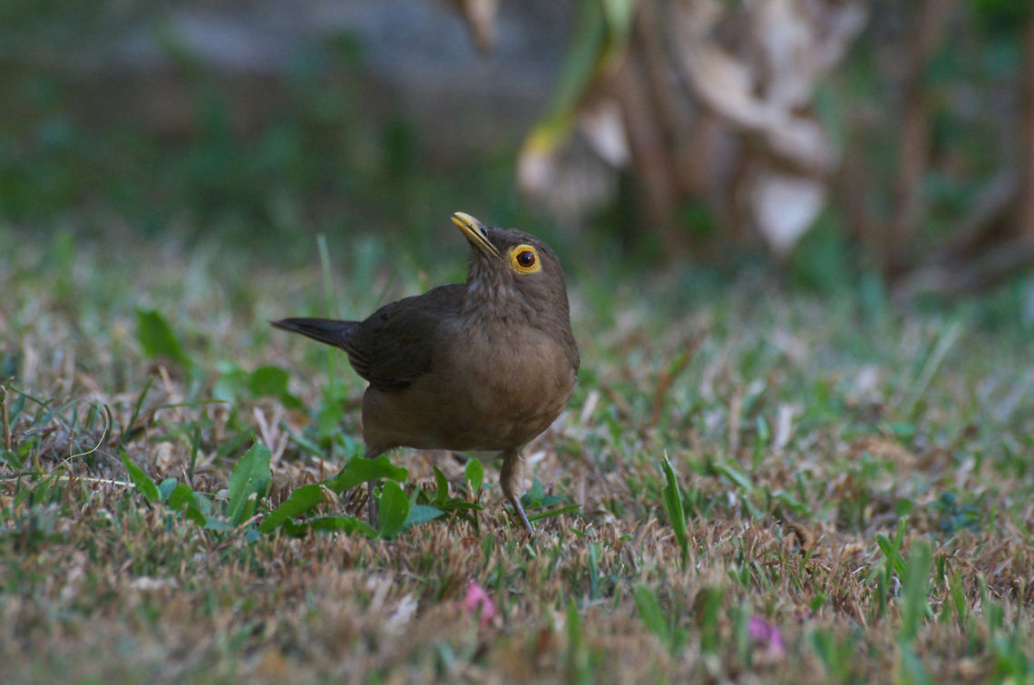 Spectacled Thrush  Geotagged,Spectacled thrush,Trinidad and Tobago,Turdus nudigenis