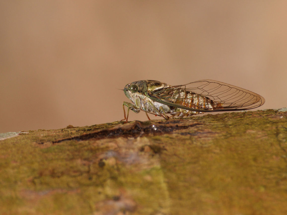 Cicada  Cicada orni,Geotagged,Trinidad and Tobago