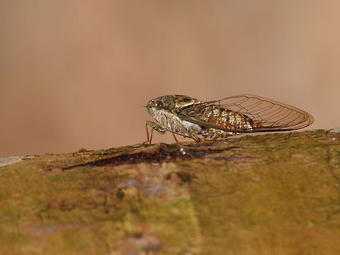 Cicada Cicada orni,Geotagged,Trinidad and Tobago