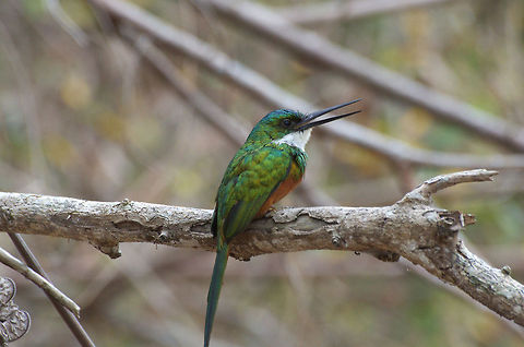 Rufous-tailed Jacamar  Galbula ruficauda,Geotagged,Rufous-tailed jacamar,Trinidad and Tobago
