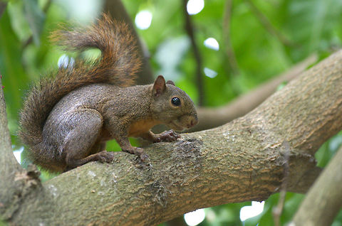 Red-tailed Squirrel  Geotagged,Red-tailed squirrel,Sciurus granatensis,Trinidad and Tobago
