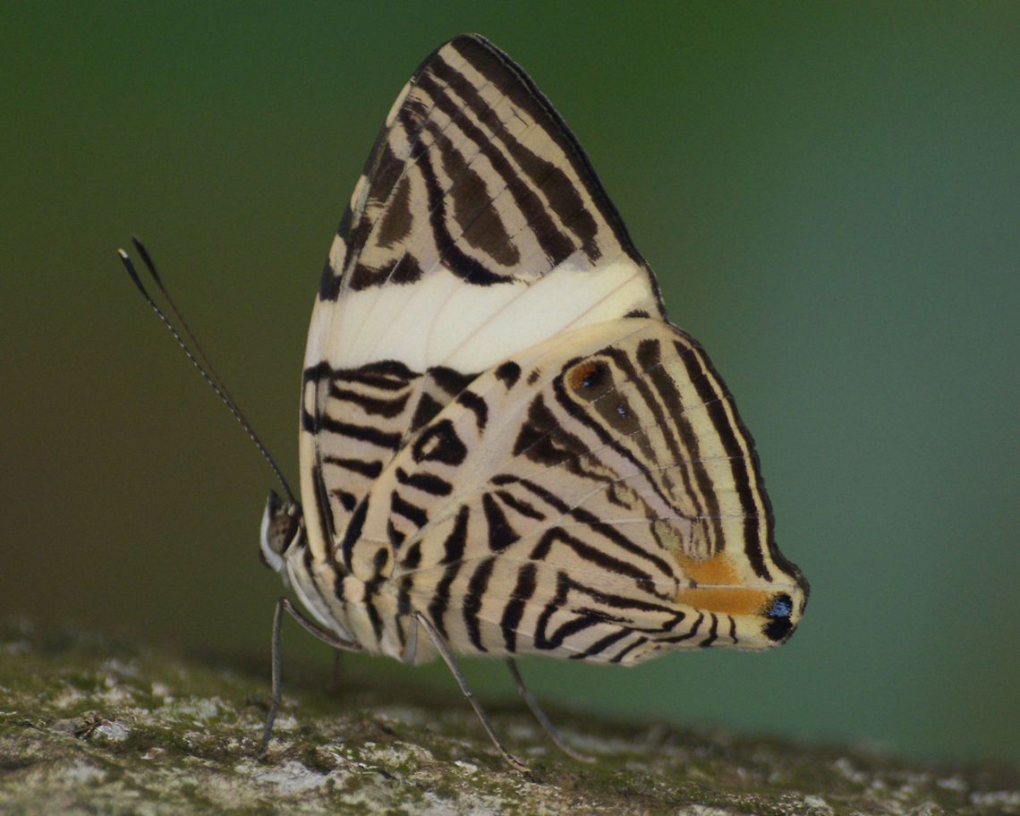 Mosaic Butterfly  Colobura dirce,Dirce Beauty,Geotagged,Trinidad and Tobago