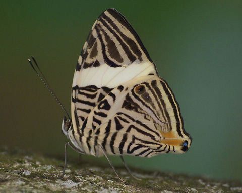Mosaic Butterfly  Colobura dirce,Dirce Beauty,Geotagged,Trinidad and Tobago